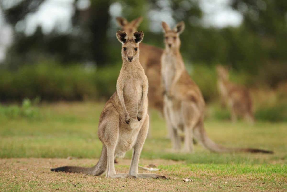 real kangaroos