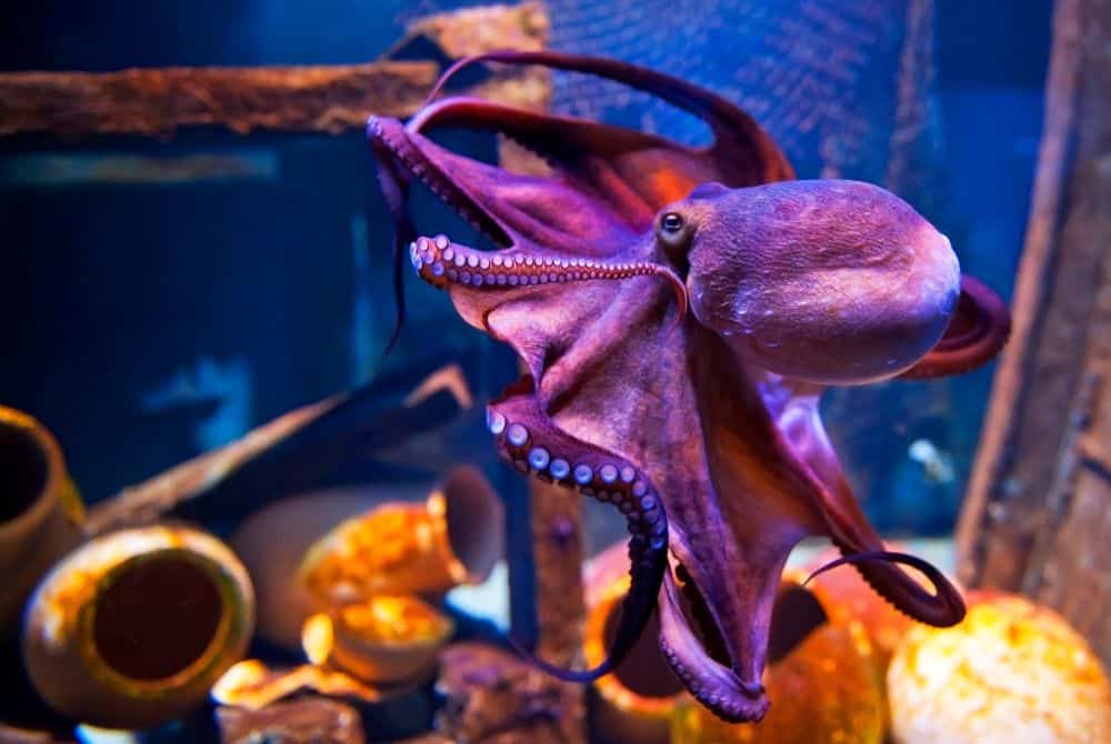real life octopus