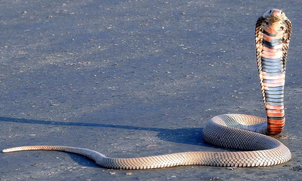 Real Life Snake