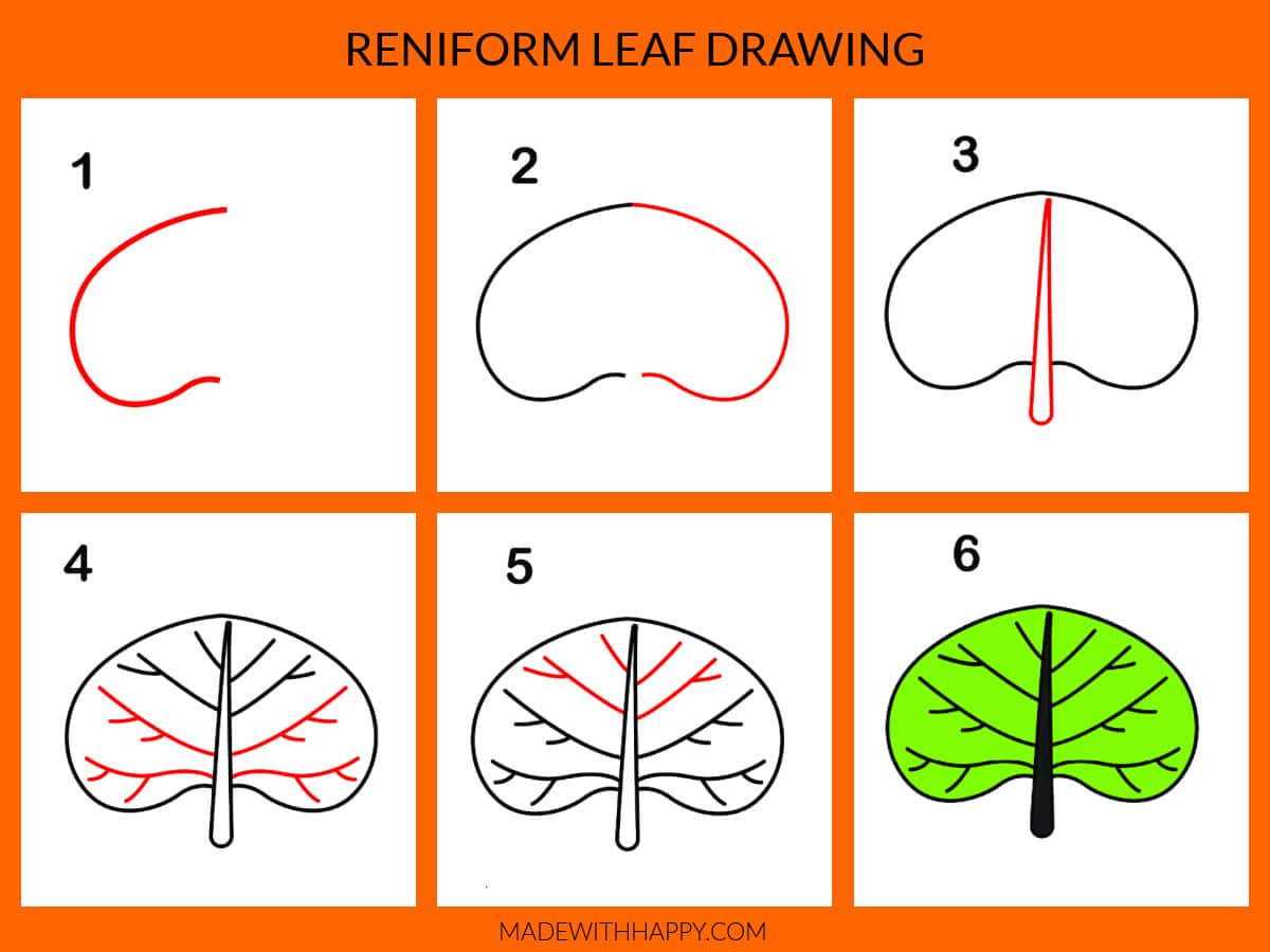 reniform leaf drawing