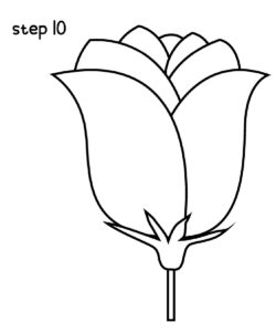 Rose Drawing Step 10