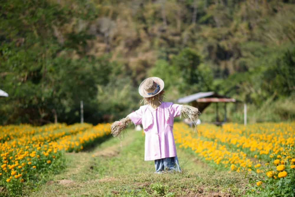 scarecrow in a field of flowers