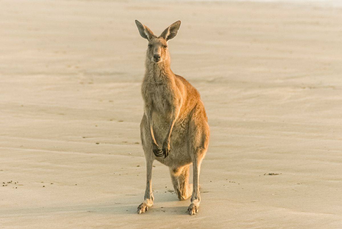 single kangeroo