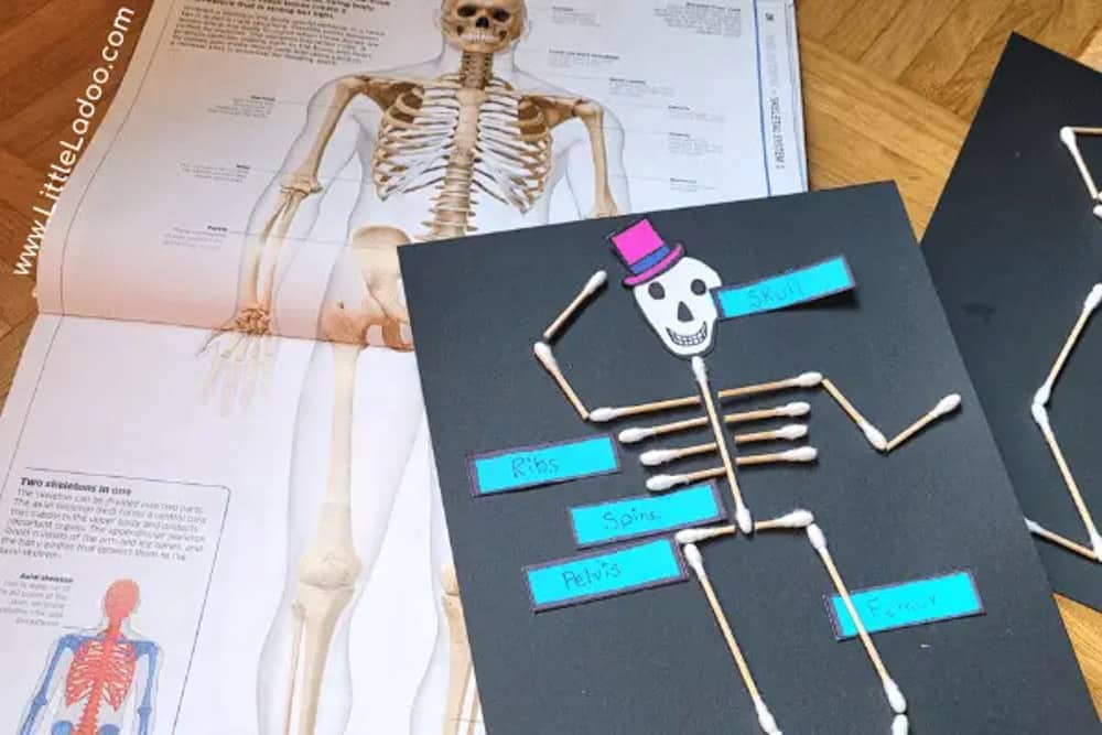 skeletal system for kids
