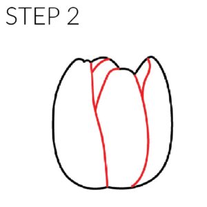 step 2 draw a tulip