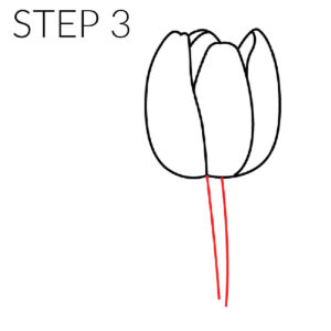 step 3 tulips drawings
