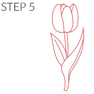step 5 how to draw tulips