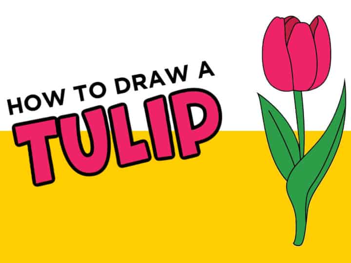 tulip drawing