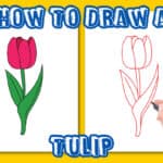 tulip flower drawing