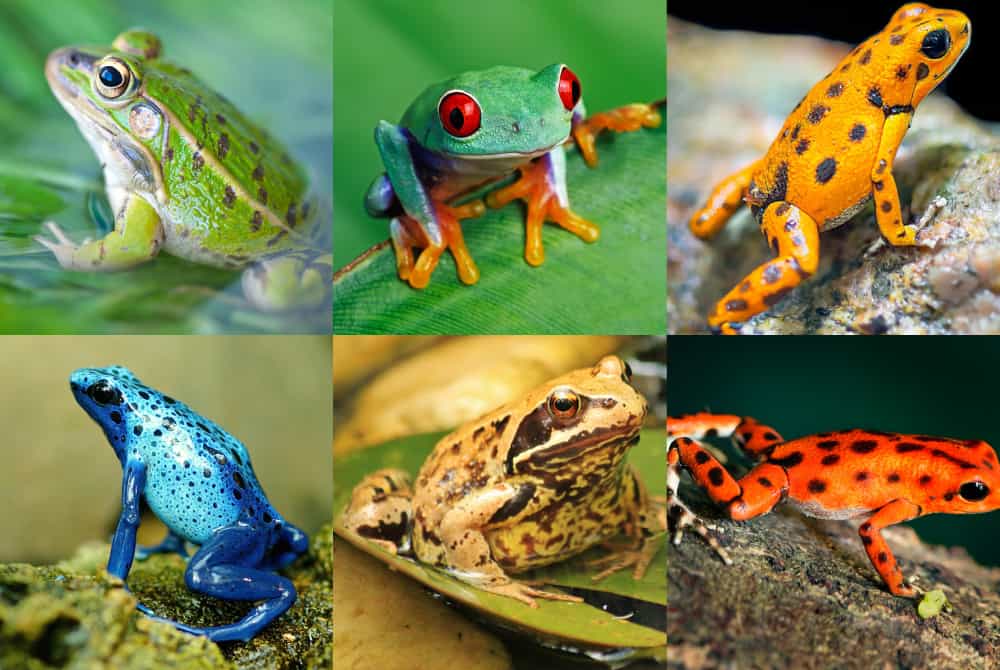 A collage of six different frogs, each with distinctive colors and patterns, offers inspiration on how to draw a frog easily. Featuring vibrant hues of green, red, orange, and blue against natural backdrops of leaves and rocks, these lively creatures showcase natures palette.