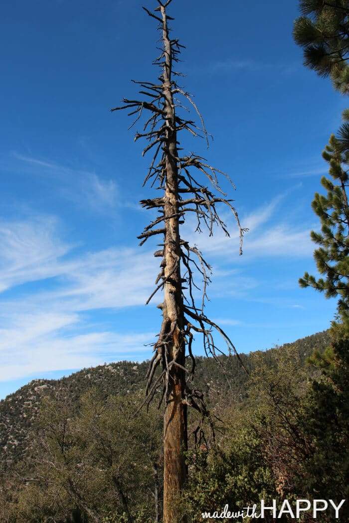 unique-tree-hiking