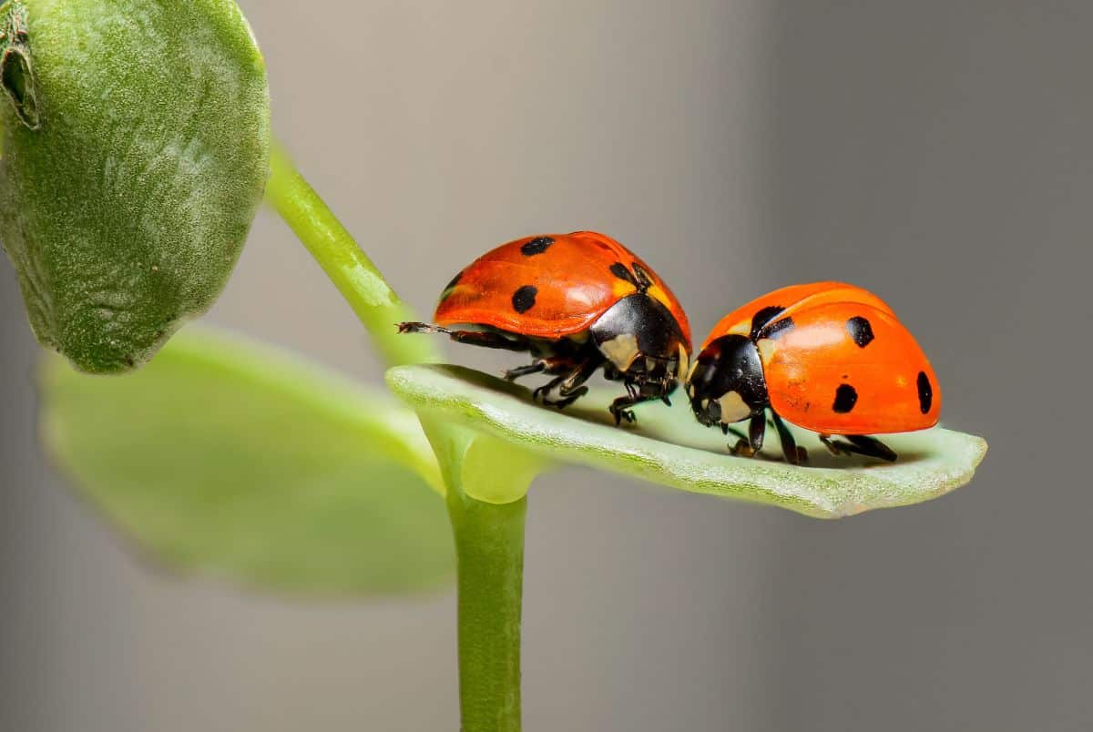 Two red ladybugs with black spots face each other on a light green leaf, perched on a stem. The grayish, blurred background highlights the vibrant colors. Did you know? Ladybug facts reveal their vivid hues serve as a warning to predators.