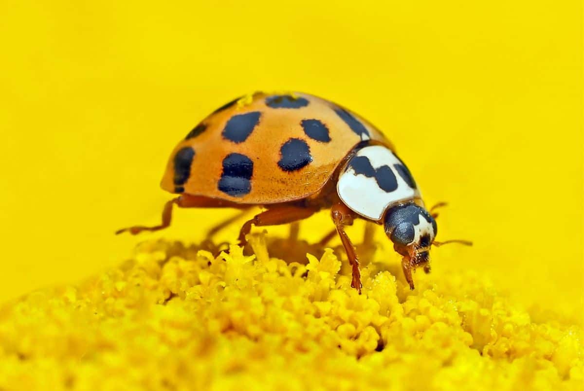 Close-up of an orange ladybug with black spots perched on bright yellow flowers. The vibrant background enhances this stunning display. Did you know one of many fascinating ladybug facts is that their bright colors warn predators to stay away? The ladybugs details are sharply focused.